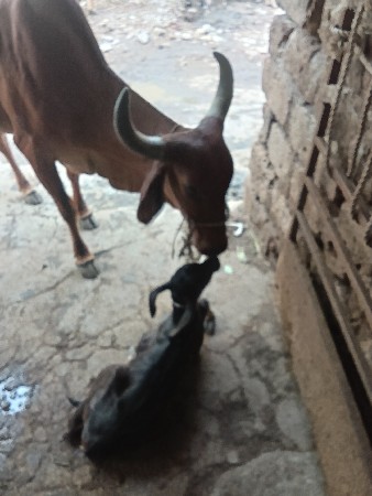 વેસવાની છે
