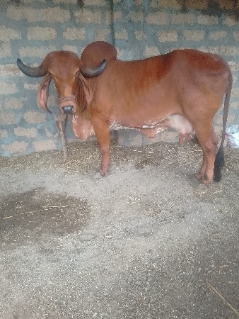 ગાયવેશવાનીછેગીર