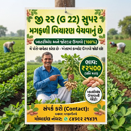 મગફળી નું બિયારણ વેચવાનું છે