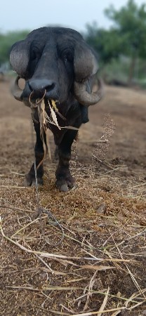 પાડો વેસવાનો છે બીજો વાડો
