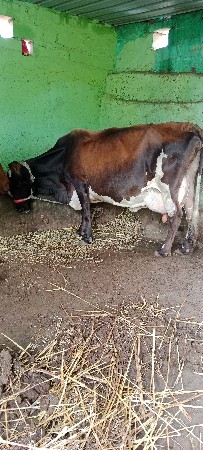 ગાય વેસવા ની સે