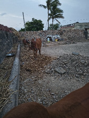 ગાય વેસવા ની છે