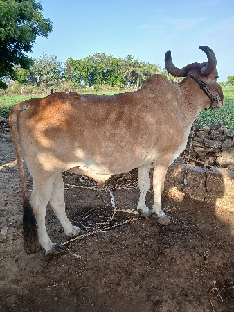 બળદ વેચવાનો છે