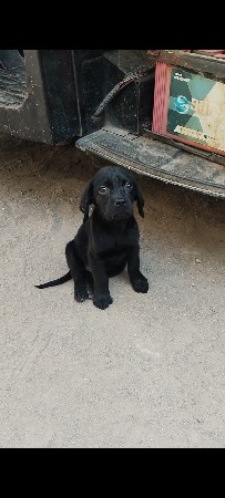 leb female puppy
