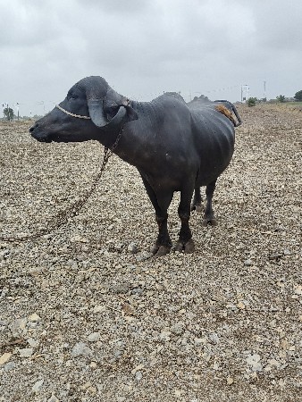 ભેંસ વેચવાની છે.