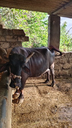 વેચવાની છે