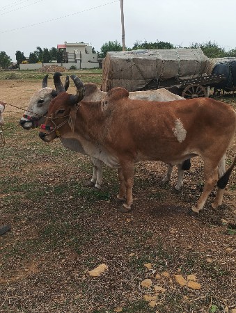 બળદ વેચવાના છે
