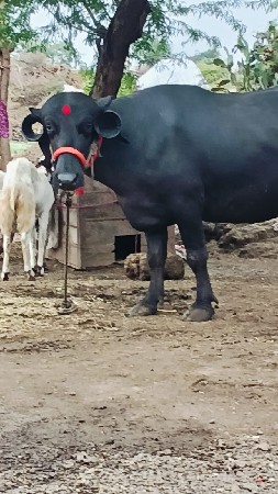 પેલું વેતર ખડાઈ વેચવાની છે