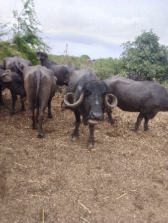 આ ત્રણે વહેંચવાના છે