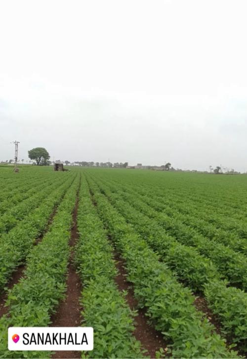 25 વિઘા જમીન વાવવા માટે ભાગમા આપવાની છે