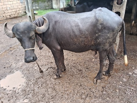 વેચવાની છે