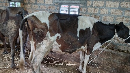 7 લીટર દૂધ હજાર માં સે