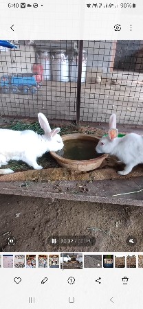 બે જોડી આપવાની છે