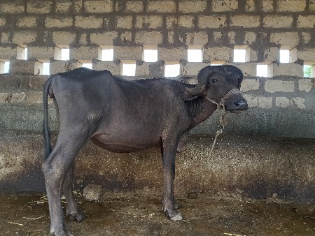 1.5 વરસ ની છે