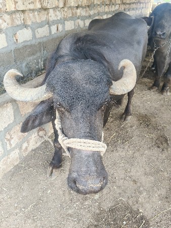 ભેંસ વેચવાની છે