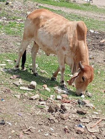 ગાય વેચવાની છે