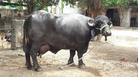 ભેંસ વેચવાની છે