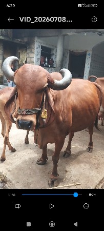 ગાય વેચવાની છે