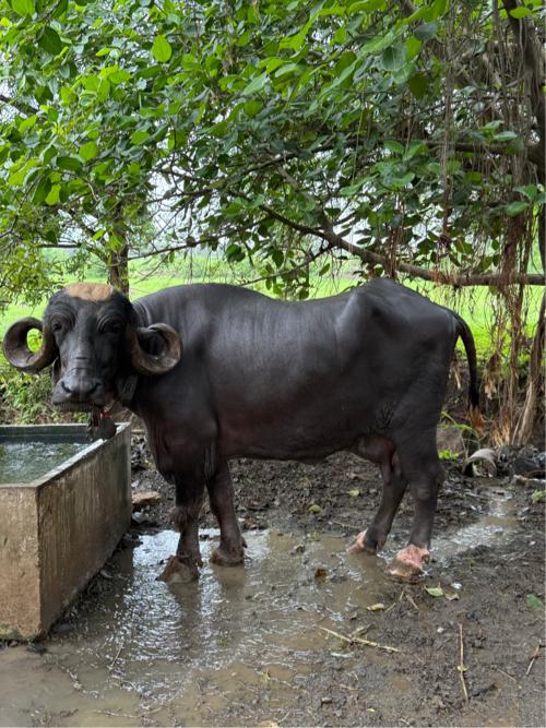 બૈંશ વેચવાની છે