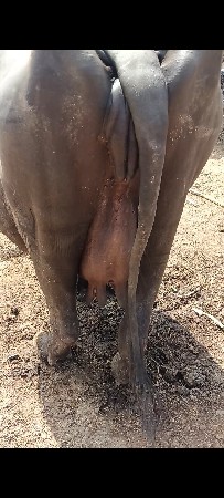 ભેંસ વેસવાની સે
