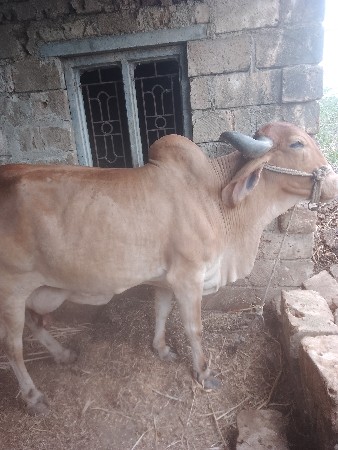 ગાય વેચવાની છે