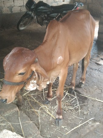 વાછડી વેચવાની છે