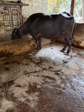 2 વેટર