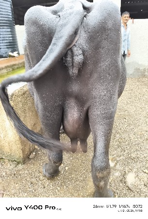 ભેસ વેચવાની છે