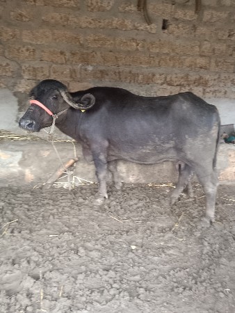 ભેંસ વેચવાની છે