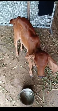 વેચવાની છે ગાય