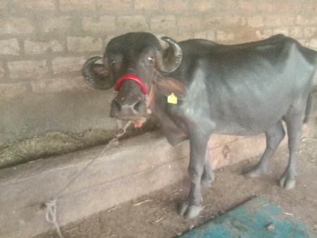 ભેંસ વેચવાની છે