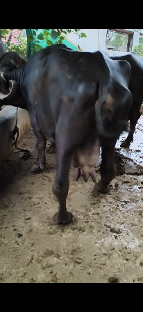 ભેંસ વેચવાની છે