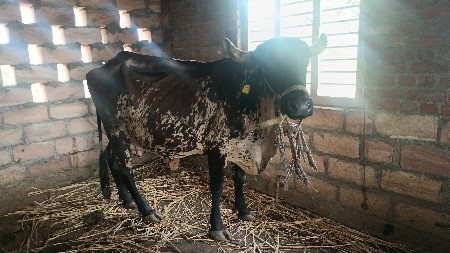 ગીર લેન્ડો ગાય વેચવાની છે