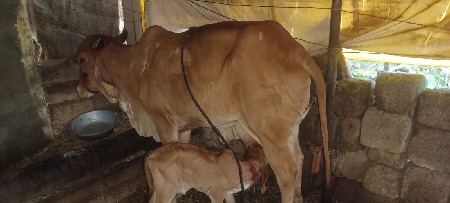 ગાય 12 દીવસ વિરાણી છે