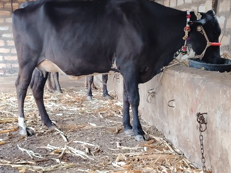 ગાય વેચવાની છે