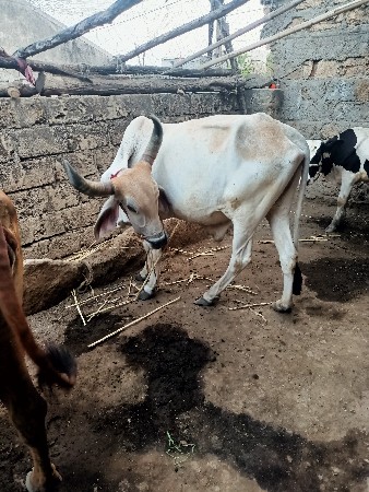 બળદ વેચવાનો છે