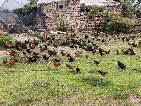 deshi murgi