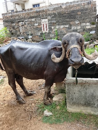 ભેંસ વેચવાની છે