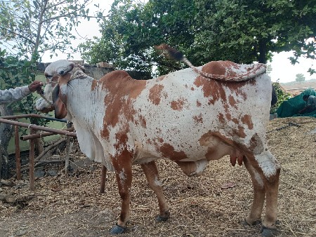 ગાય વેચવાની છે