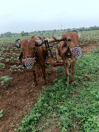 એક વાવણી વાવેલા ૯૨૬૫૮૬૬૧૯૮