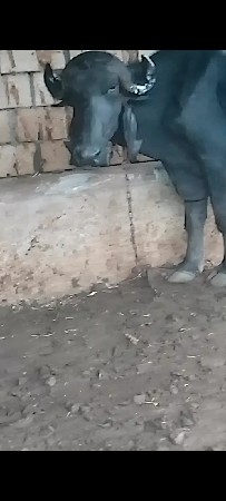 આ ભેંસ વેચવાની છે