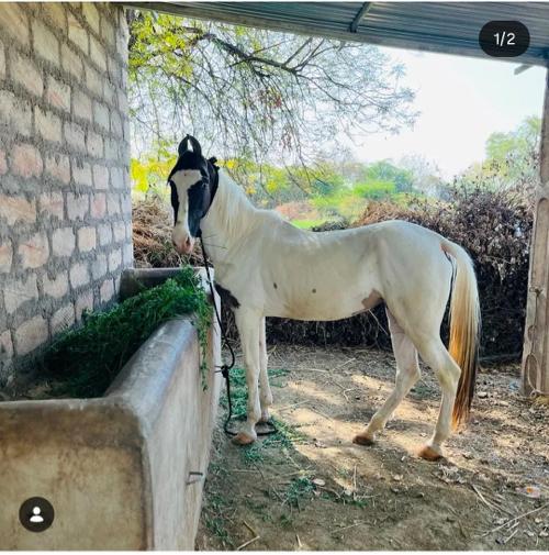 ghodi