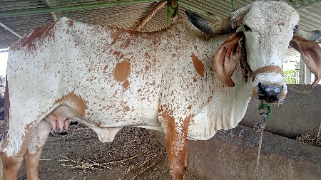 ગાય વેચવાની છે