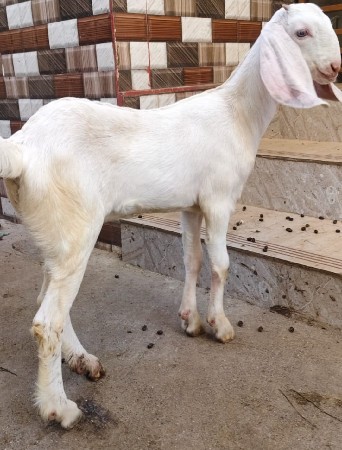 gulabi bakra