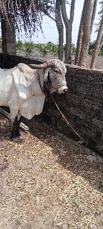 gay vesvanise