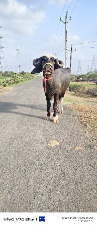 જાફરીઆંખડી વેચવાની છે