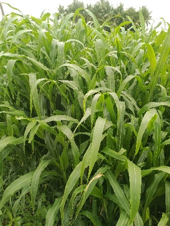 લિલૂ