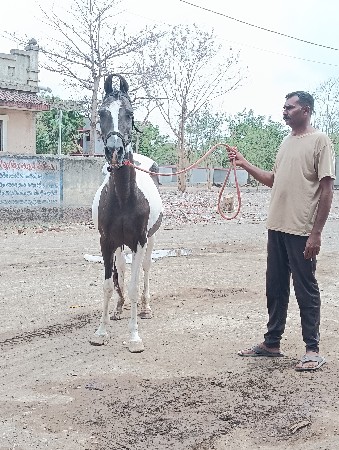 આ ધોડી વેસવાની સે સાટા કરવાના સે