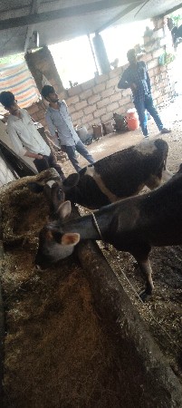 7 hf vasrdi vesavani se