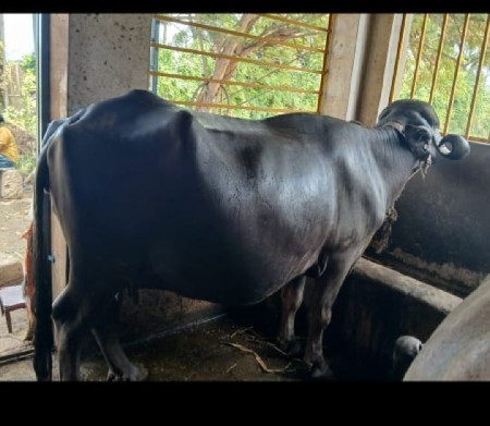 ભેંસ વેચવાની છે .